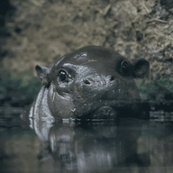 Hippo